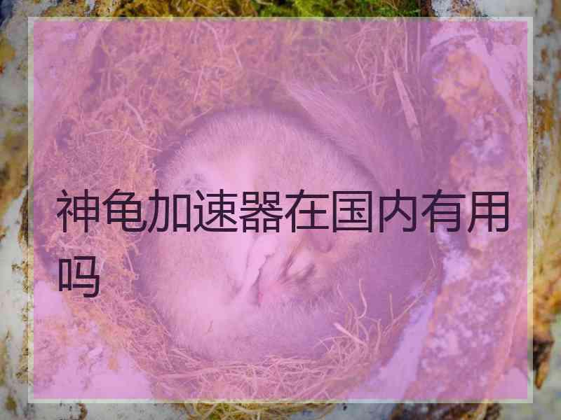 神龟加速器在国内有用吗