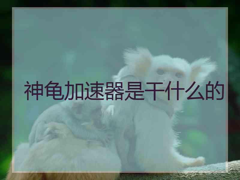 神龟加速器是干什么的